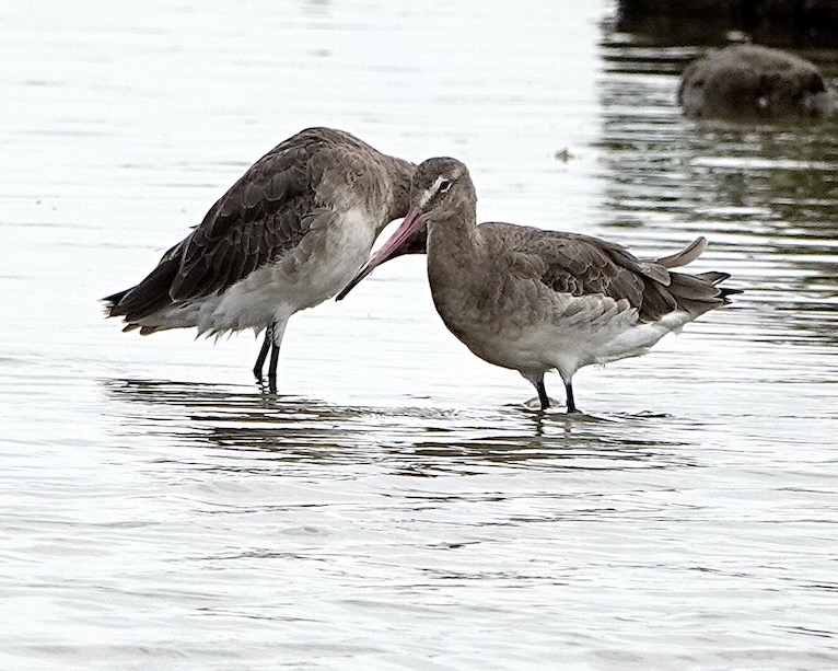 black-tailed godwit